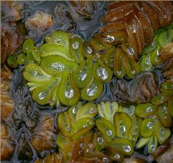 Image: Paul Champion © Paul Champion 